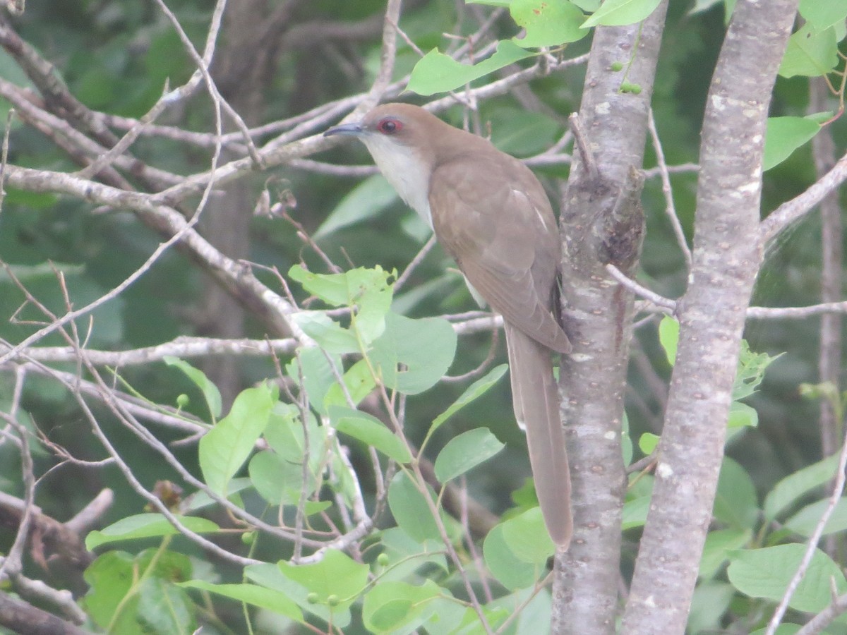 Black-billed Cuckoo - Katie Kozak