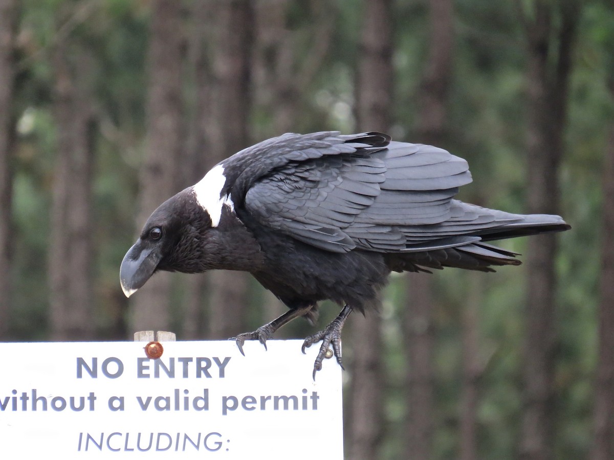 White-necked Raven - ML104392531