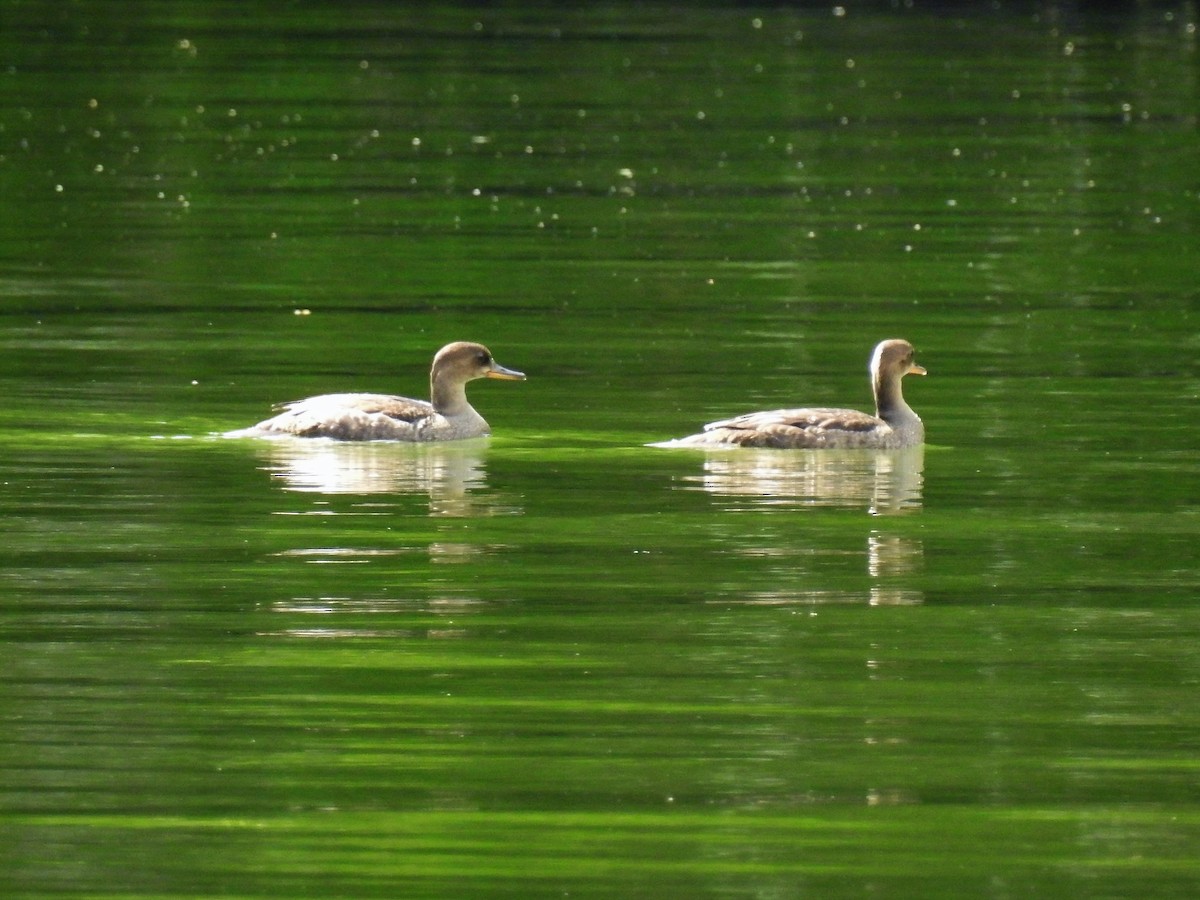 Hooded Merganser - ML104395201