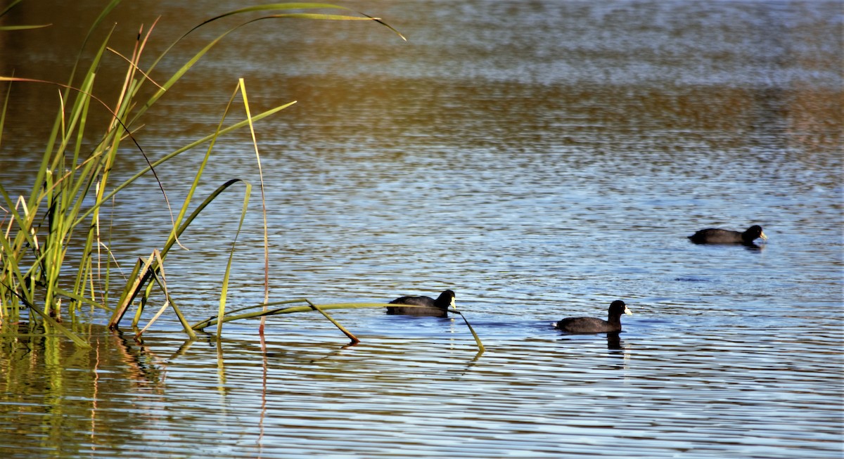 White-winged Coot - ML104395661