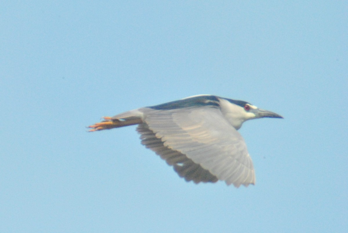 Black-crowned Night Heron - ML104395761