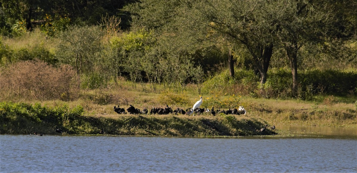 Roseate Spoonbill - ML104395801