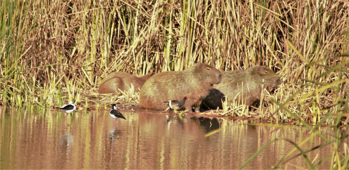 クロエリセイタカシギ（melanurus） - ML104395921