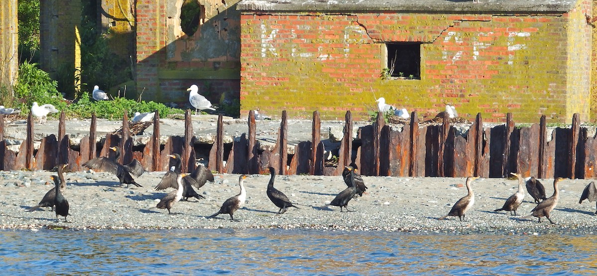 Double-crested Cormorant - ML104397071