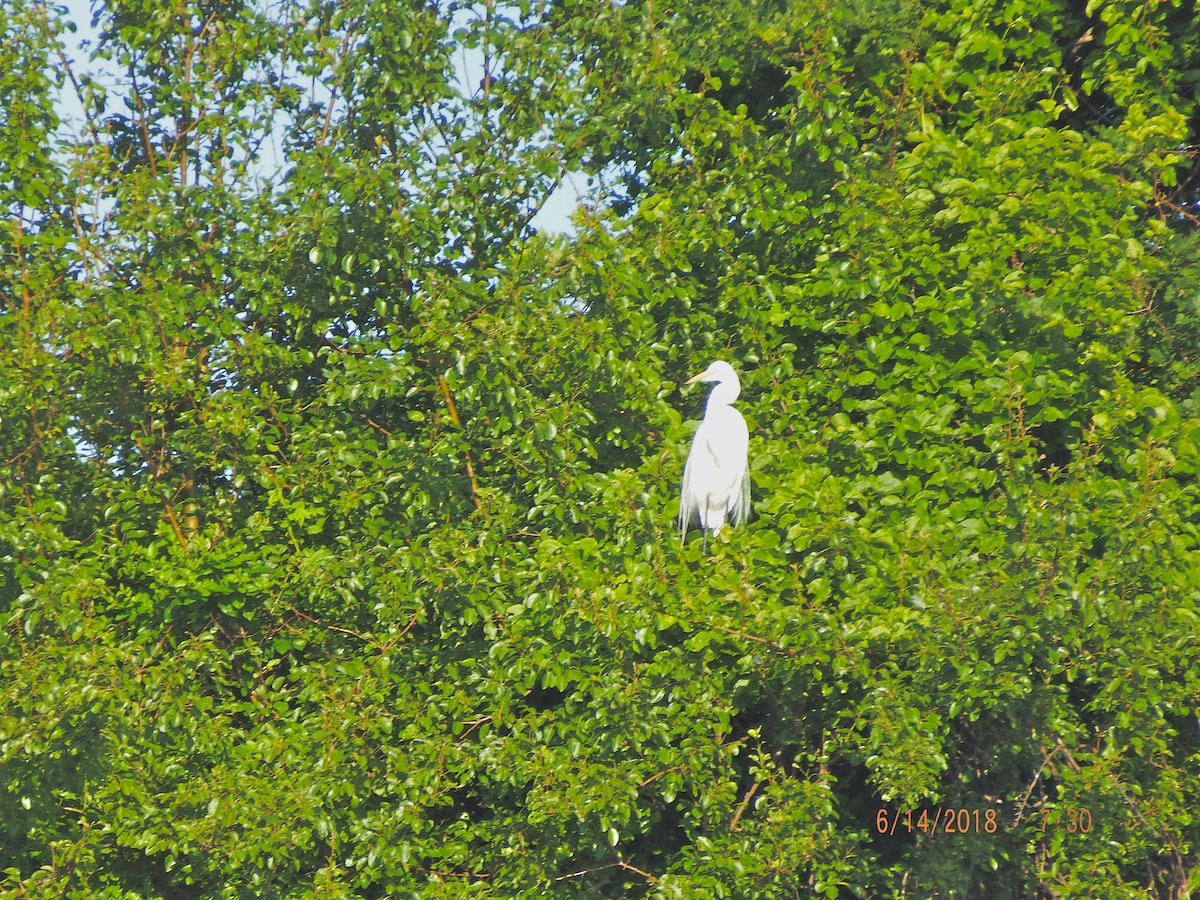 Great Egret - ML104397241