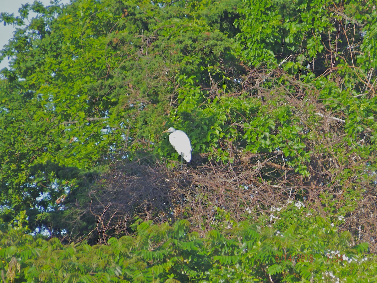 Цасч дэглий - ML104397251