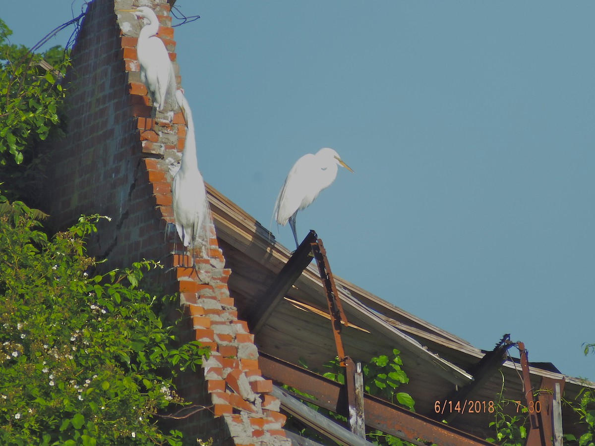 Great Egret - ML104397291