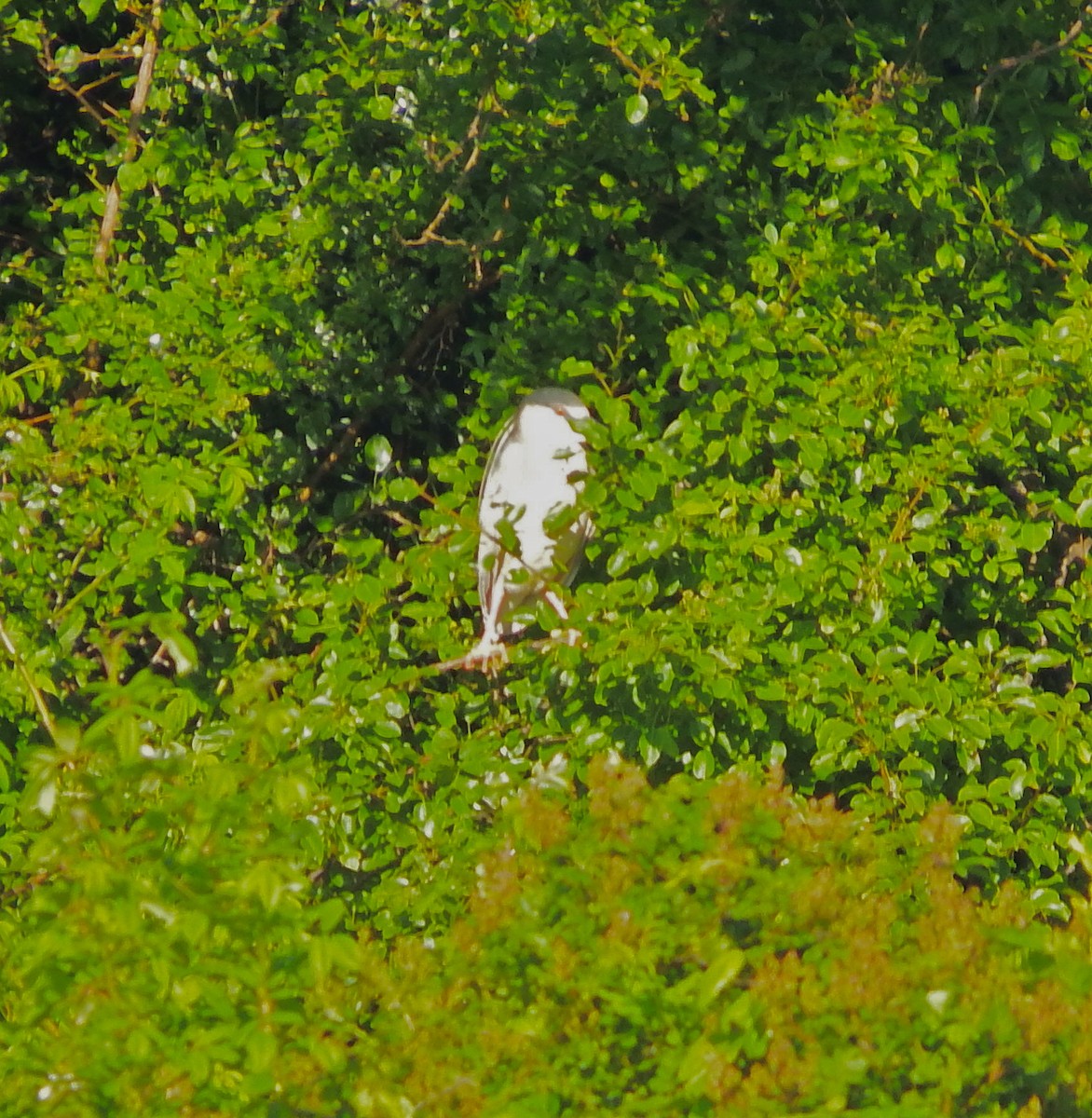 Ногоовор зашин - ML104397641