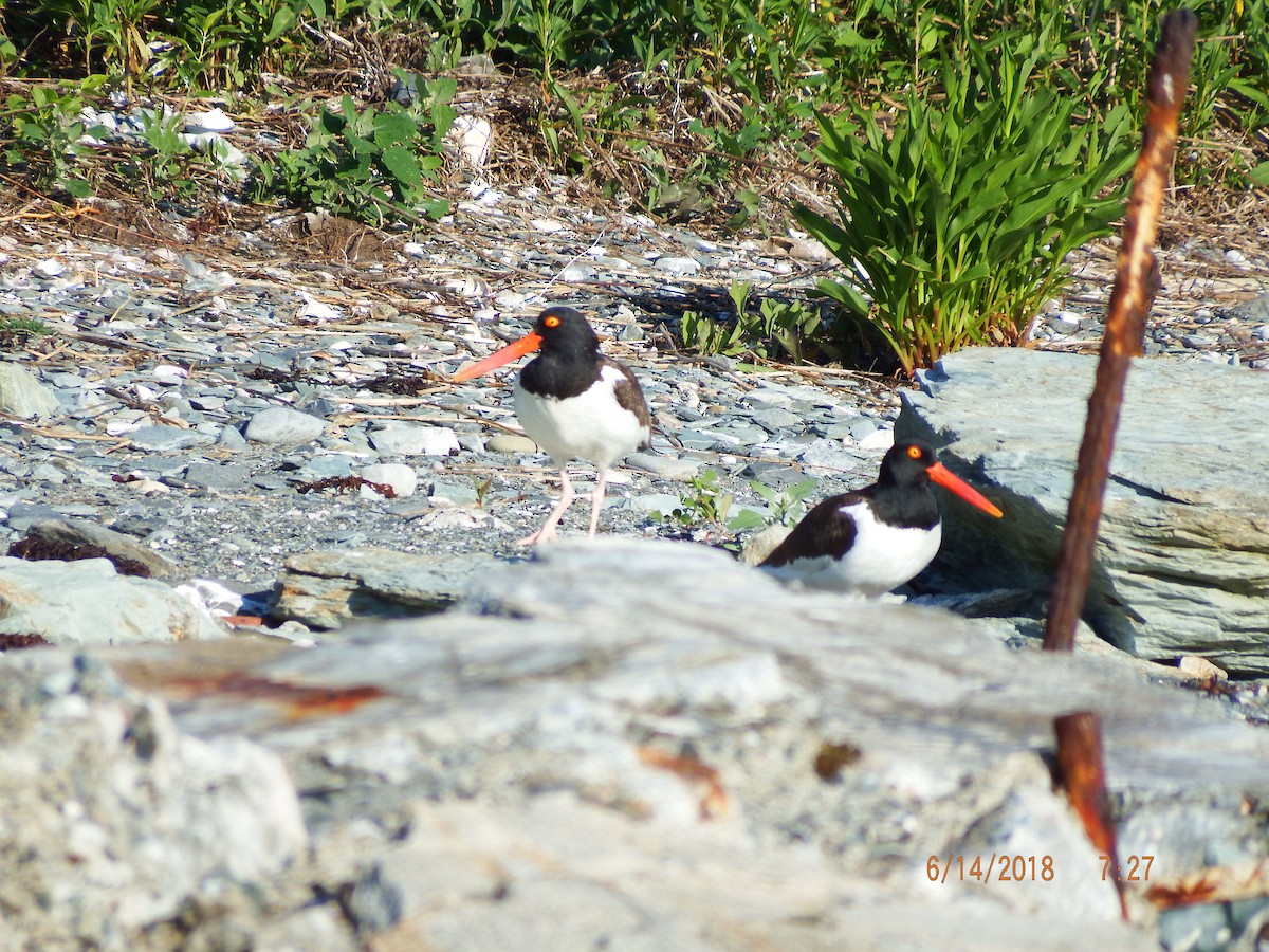 American Oystercatcher - ML104397851