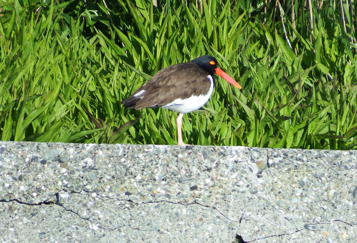 American Oystercatcher - ML104397861