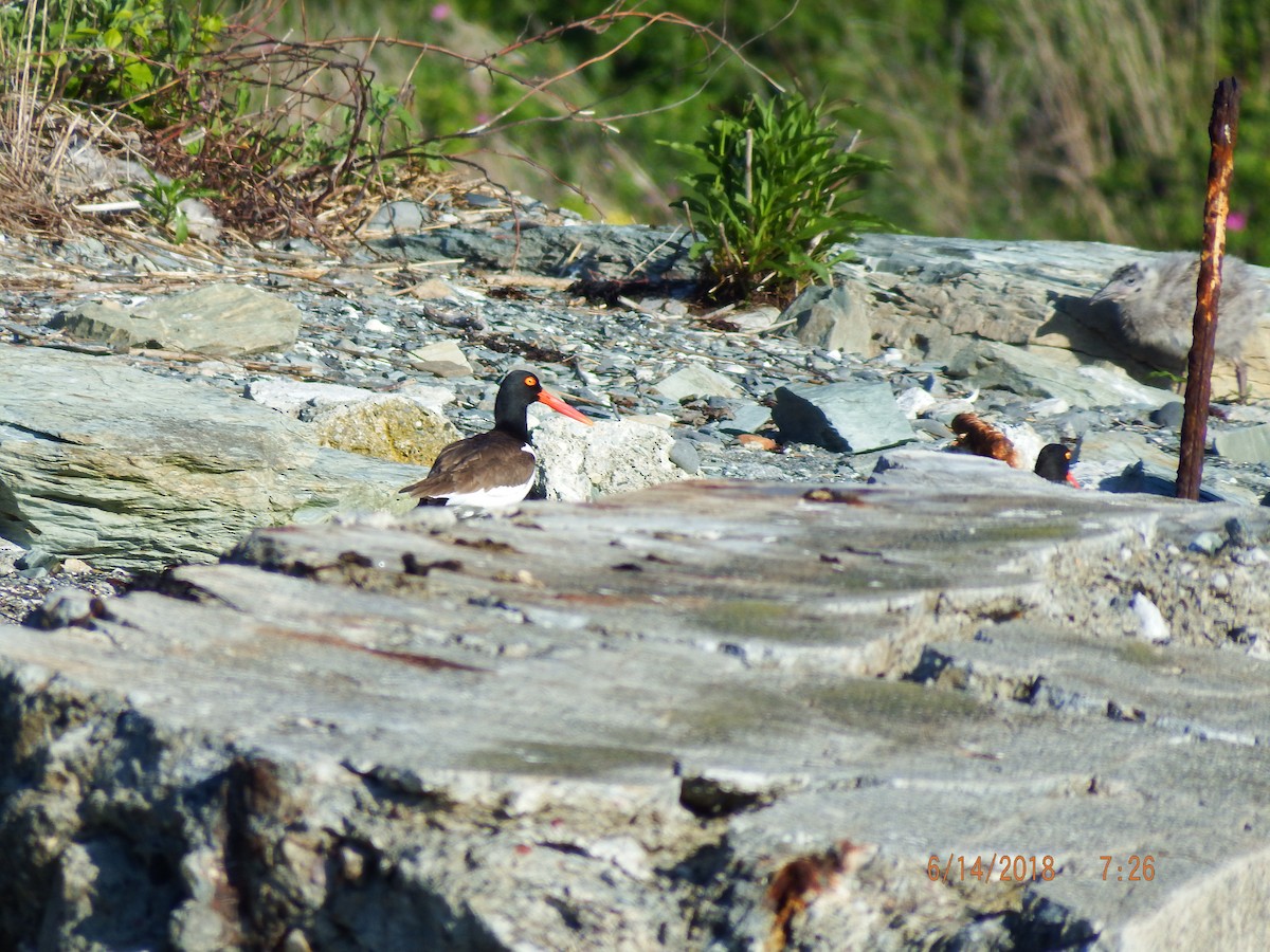 American Oystercatcher - ML104397961