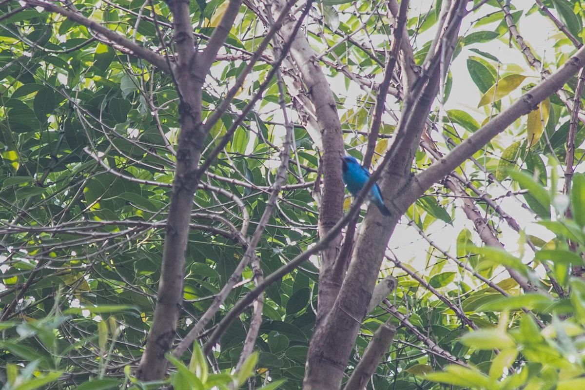 Blue Dacnis - ML104398001