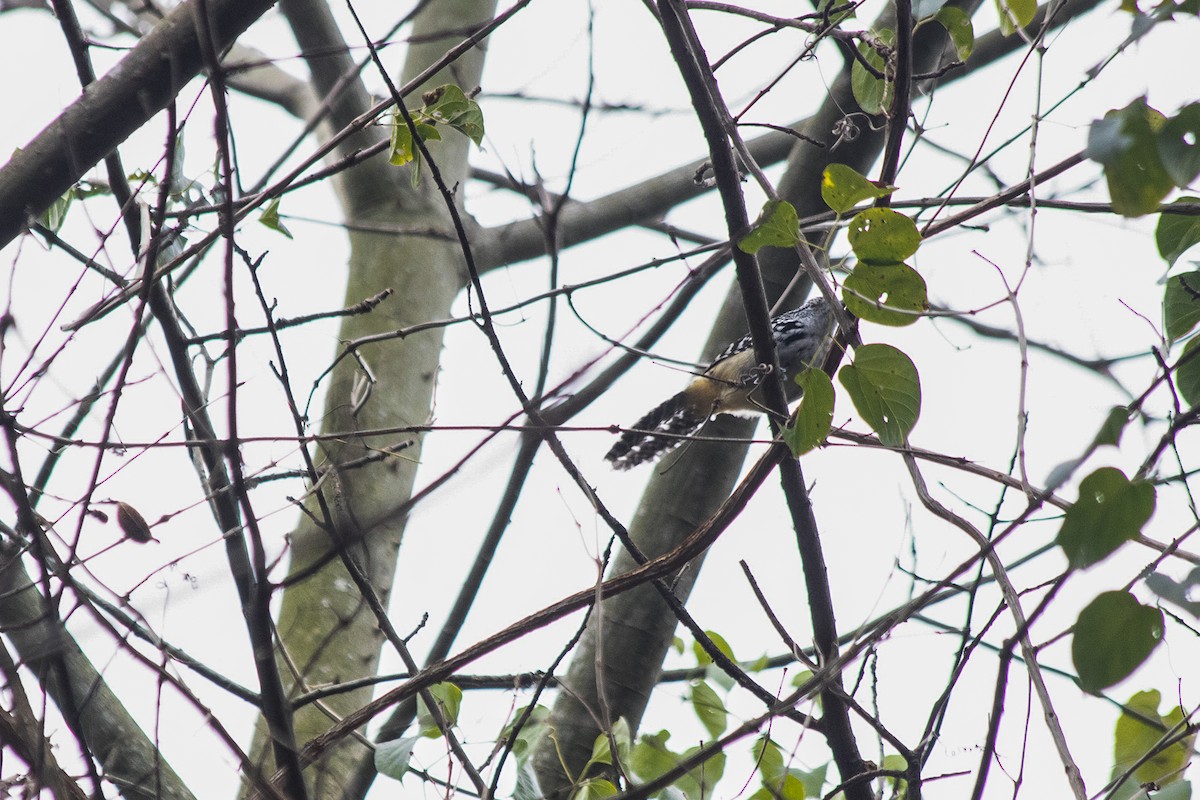 Spot-backed Antshrike - ML104398051