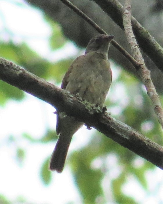 Malaysian Honeyguide - ML104398101