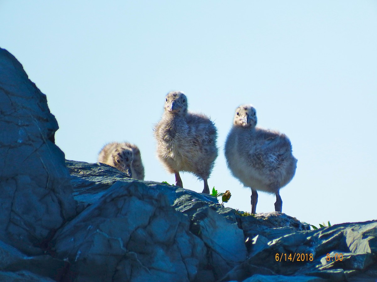 Great Black-backed Gull - ML104398381