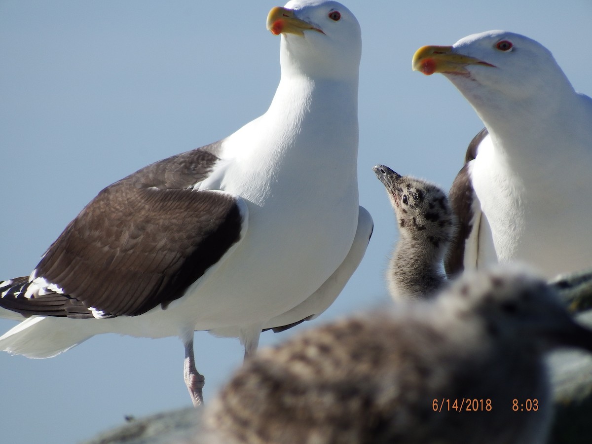 Great Black-backed Gull - ML104398401