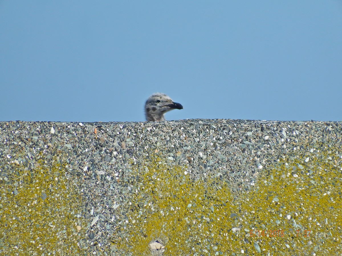 Great Black-backed Gull - ML104398421