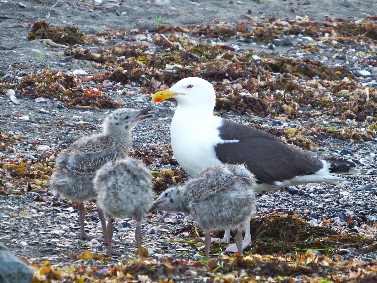 Great Black-backed Gull - ML104398481