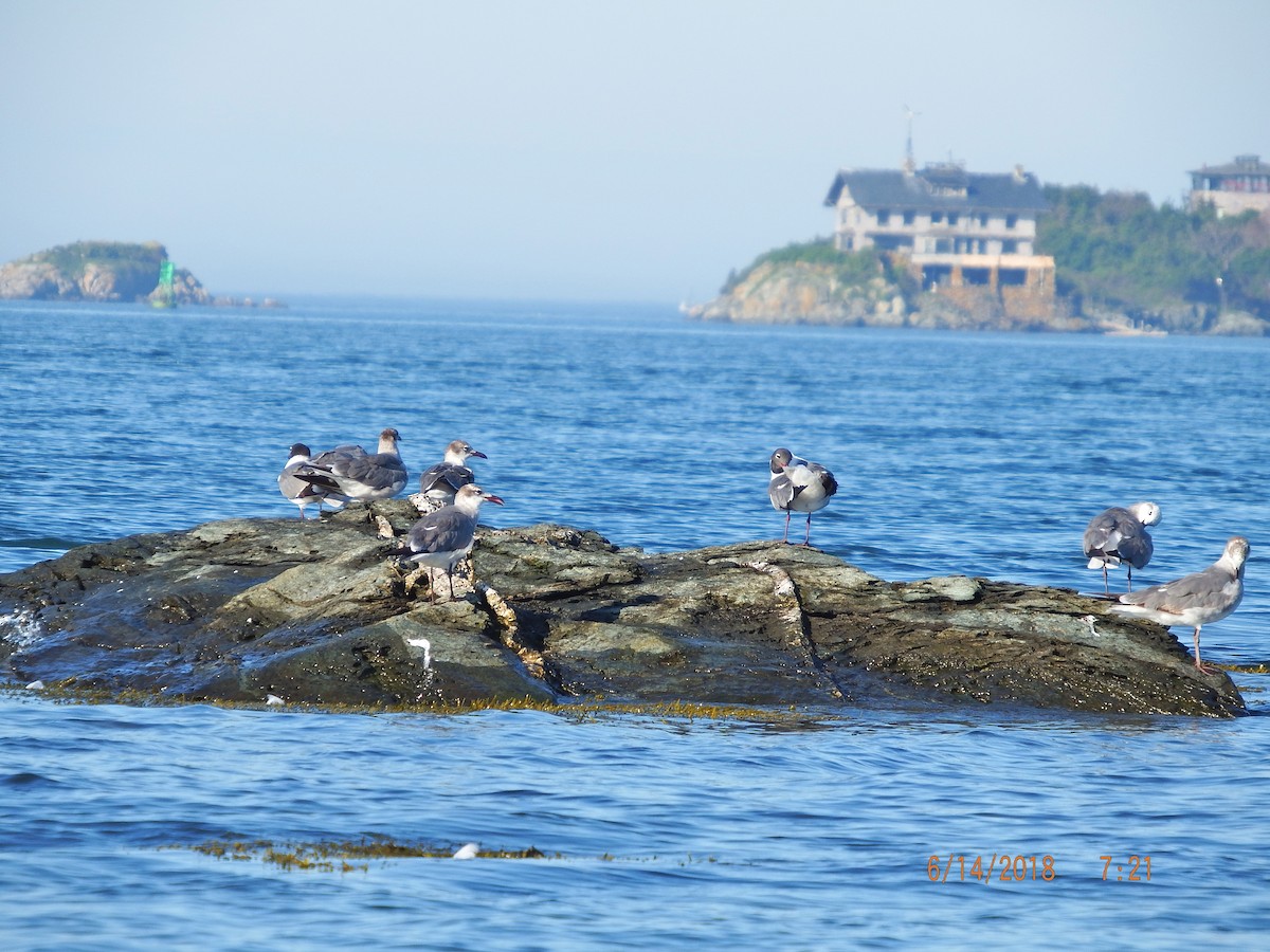 Laughing Gull - ML104398721
