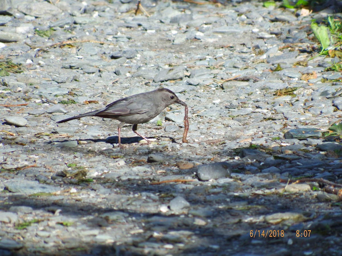Gray Catbird - ML104398801