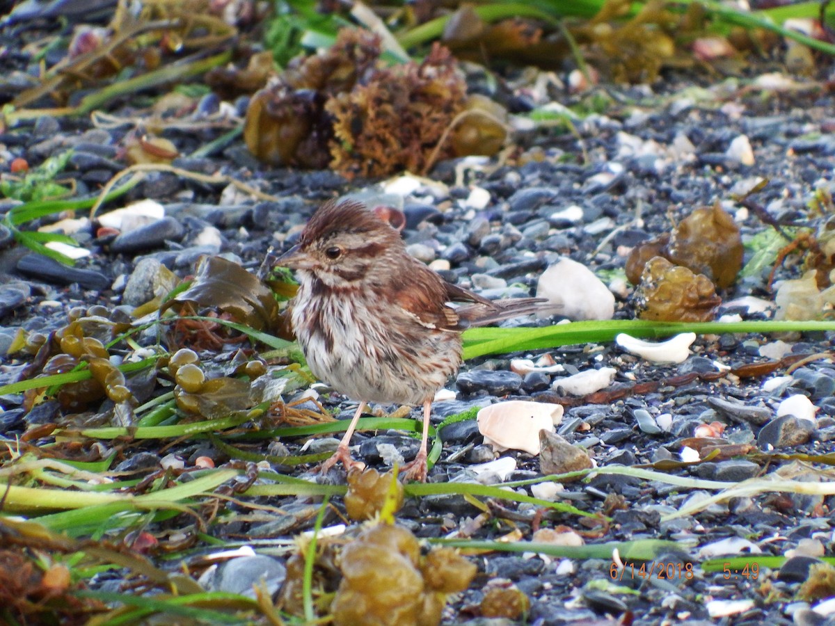 Song Sparrow - ML104398901