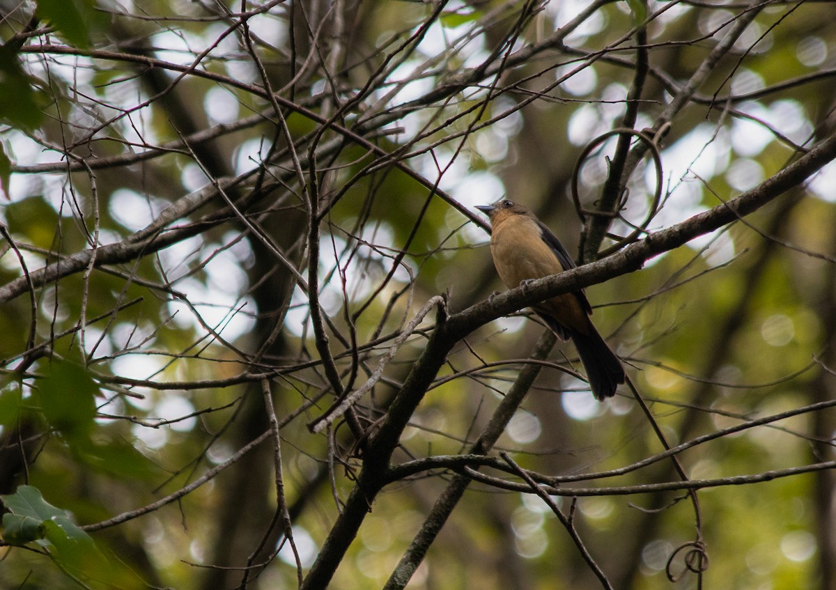 Black-goggled Tanager - ML104398921