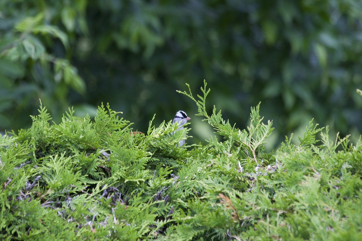 White-crowned Sparrow - ML104399641