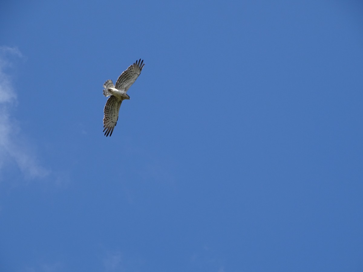 Short-toed Snake-Eagle - ML104399751