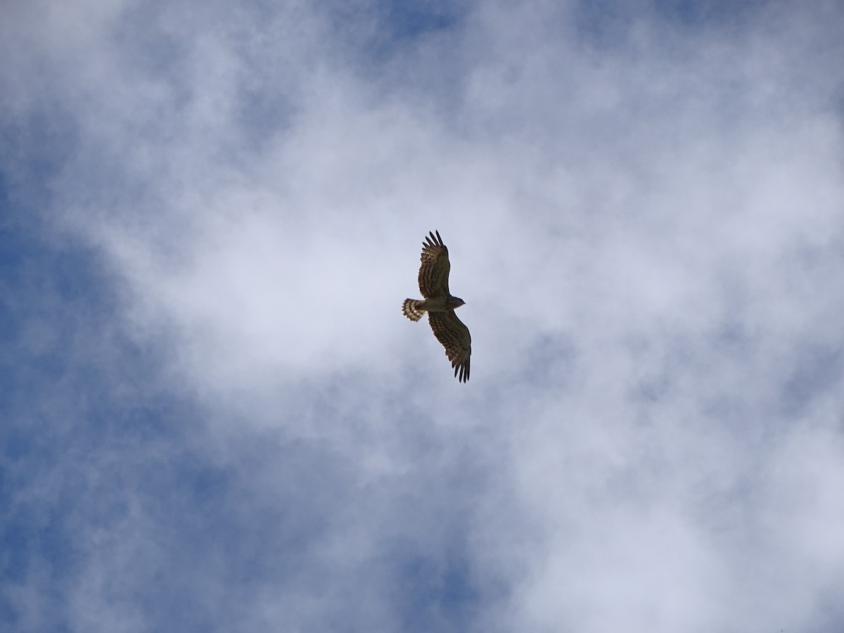 Short-toed Snake-Eagle - ML104399811