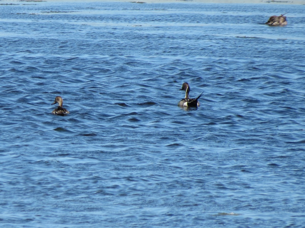 Northern Pintail - Fran Kerbs