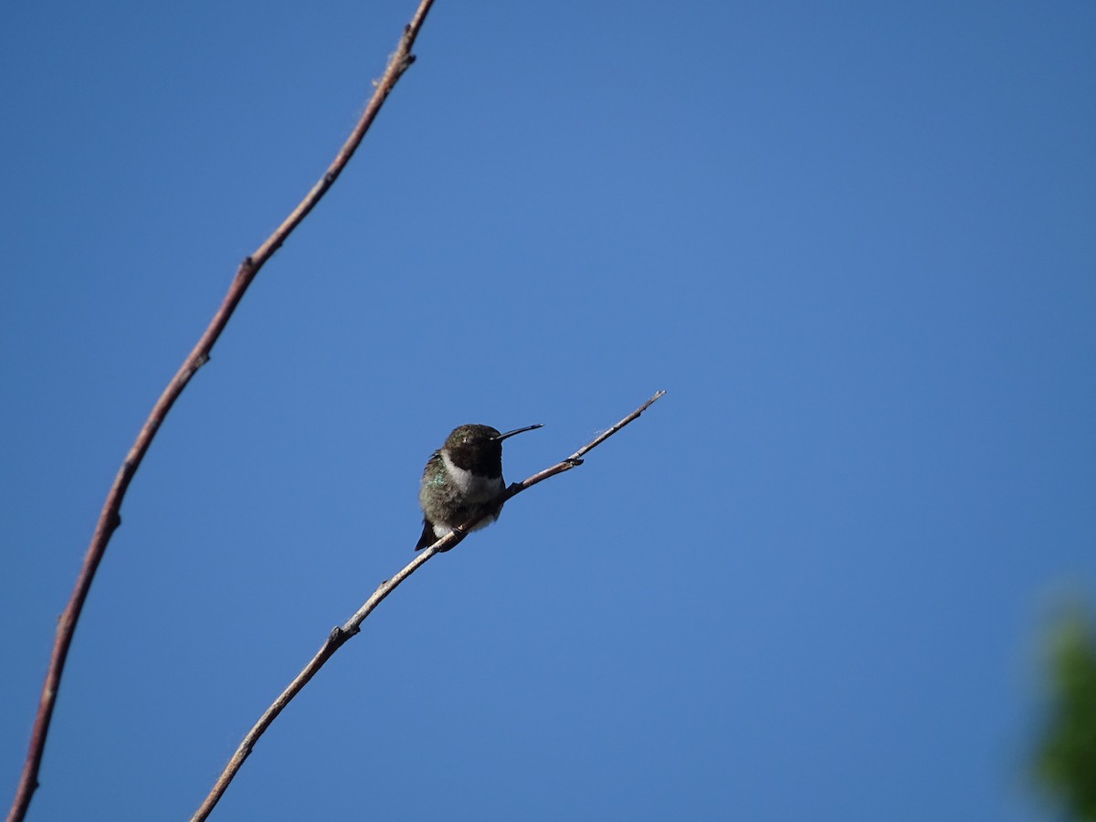 Black-chinned Hummingbird - ML104400881