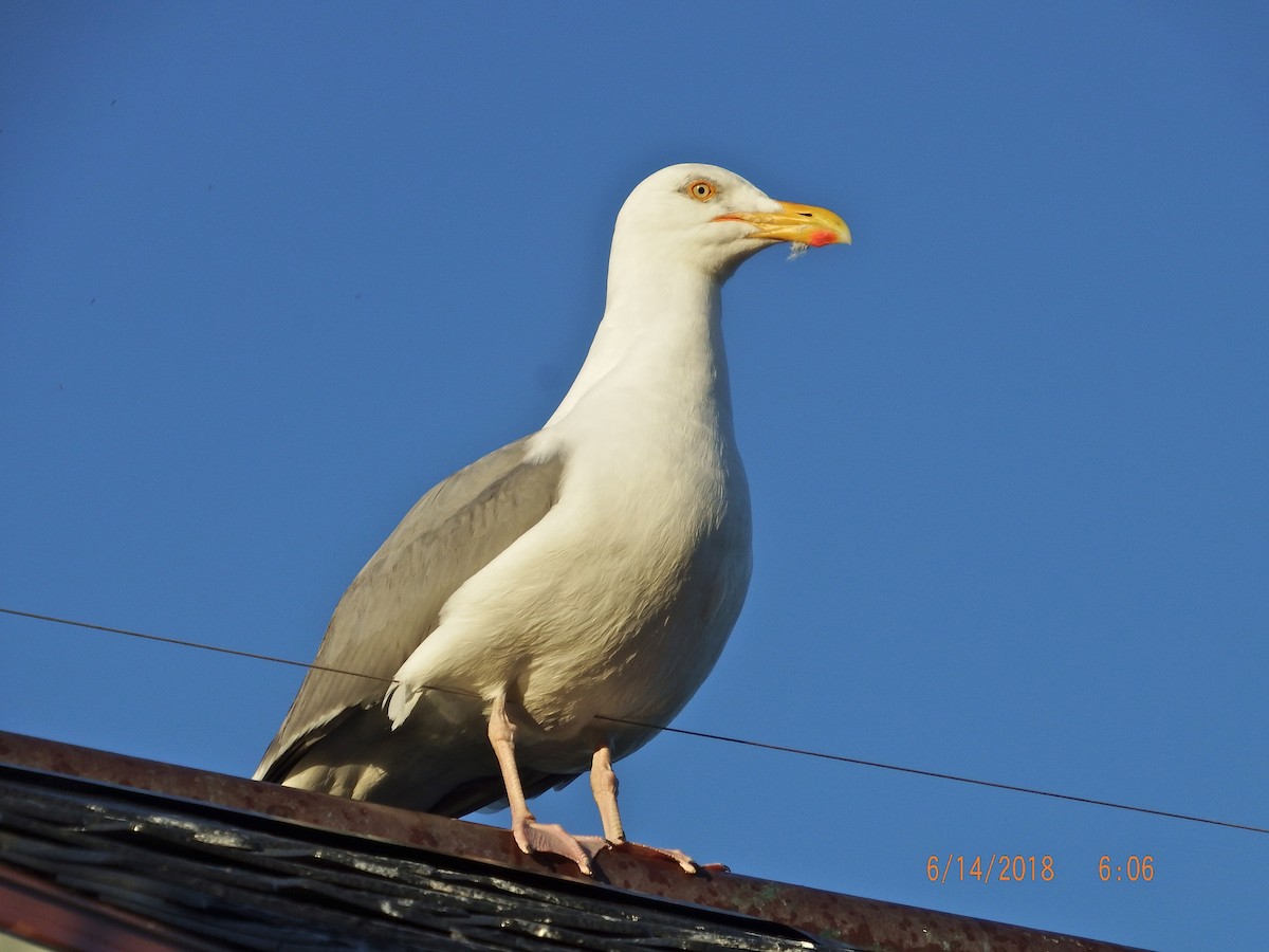 American Herring Gull - ML104400921