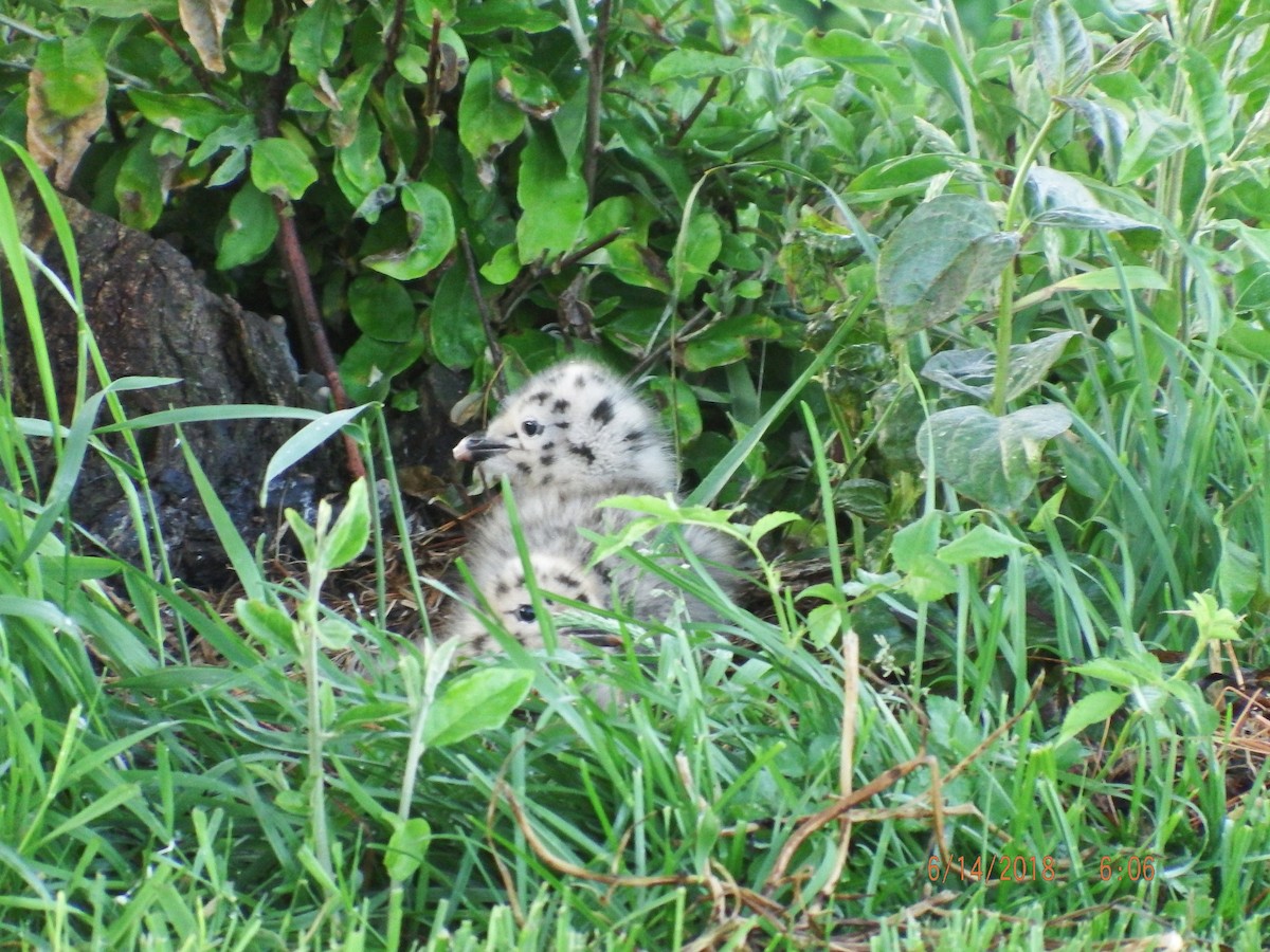 American Herring Gull - ML104400961