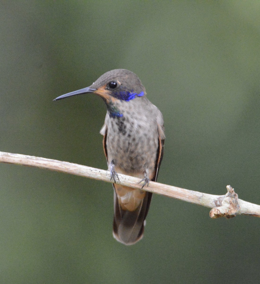 Brown Violetear - Taylor Abbott