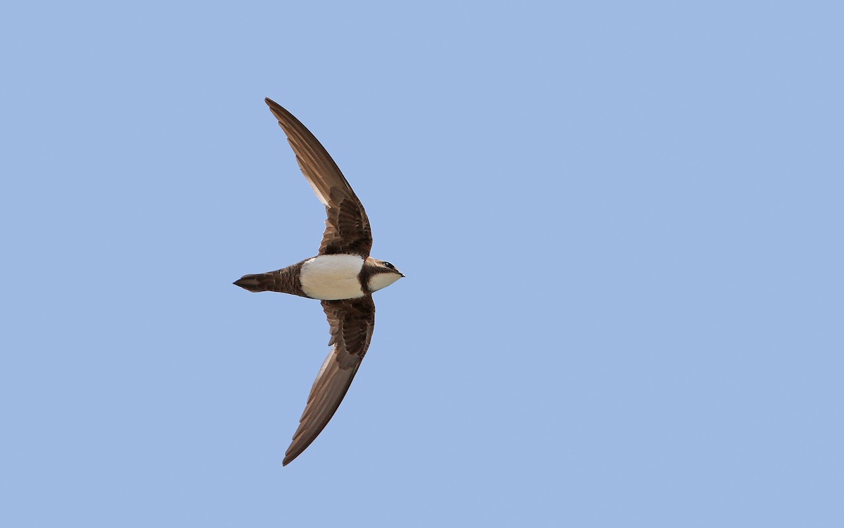 Alpine Swift - ML104401681