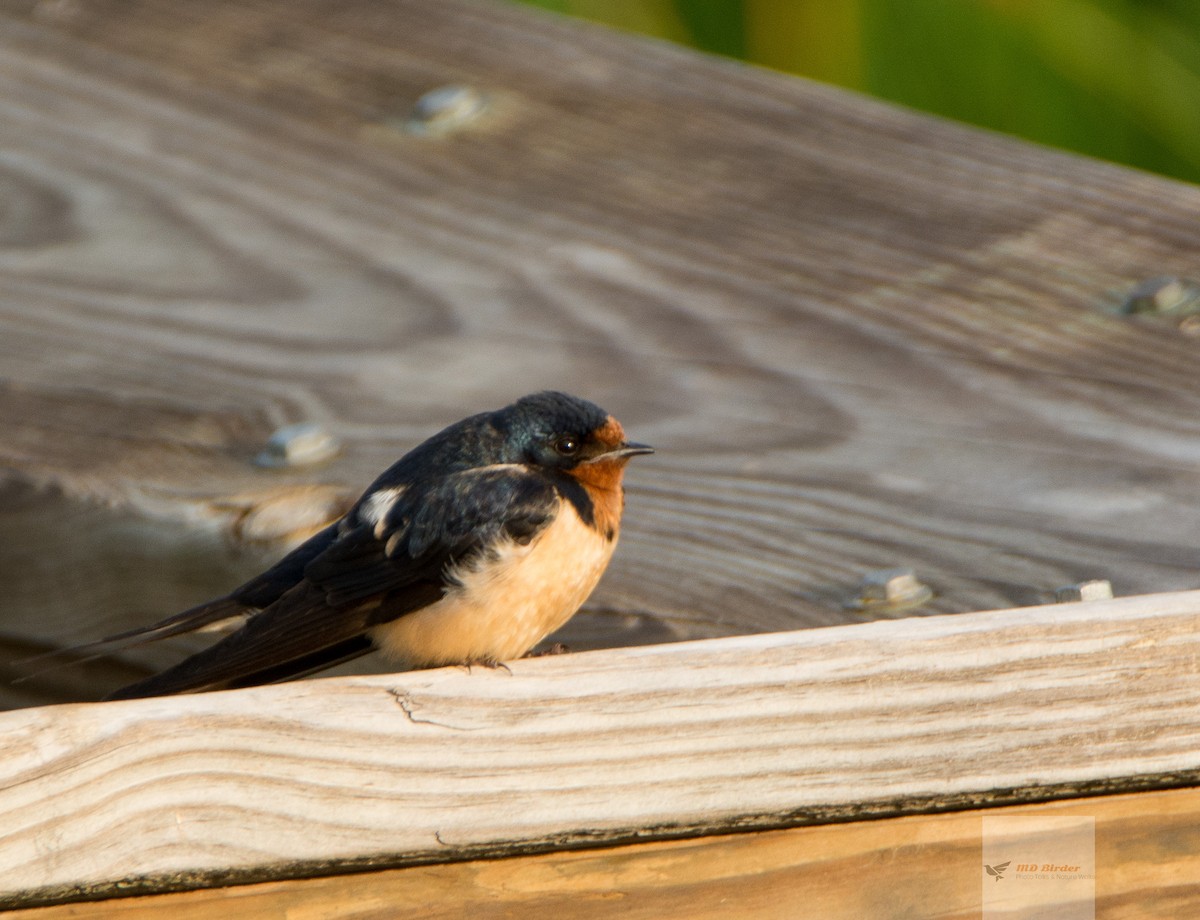 Barn Swallow - ML104403071