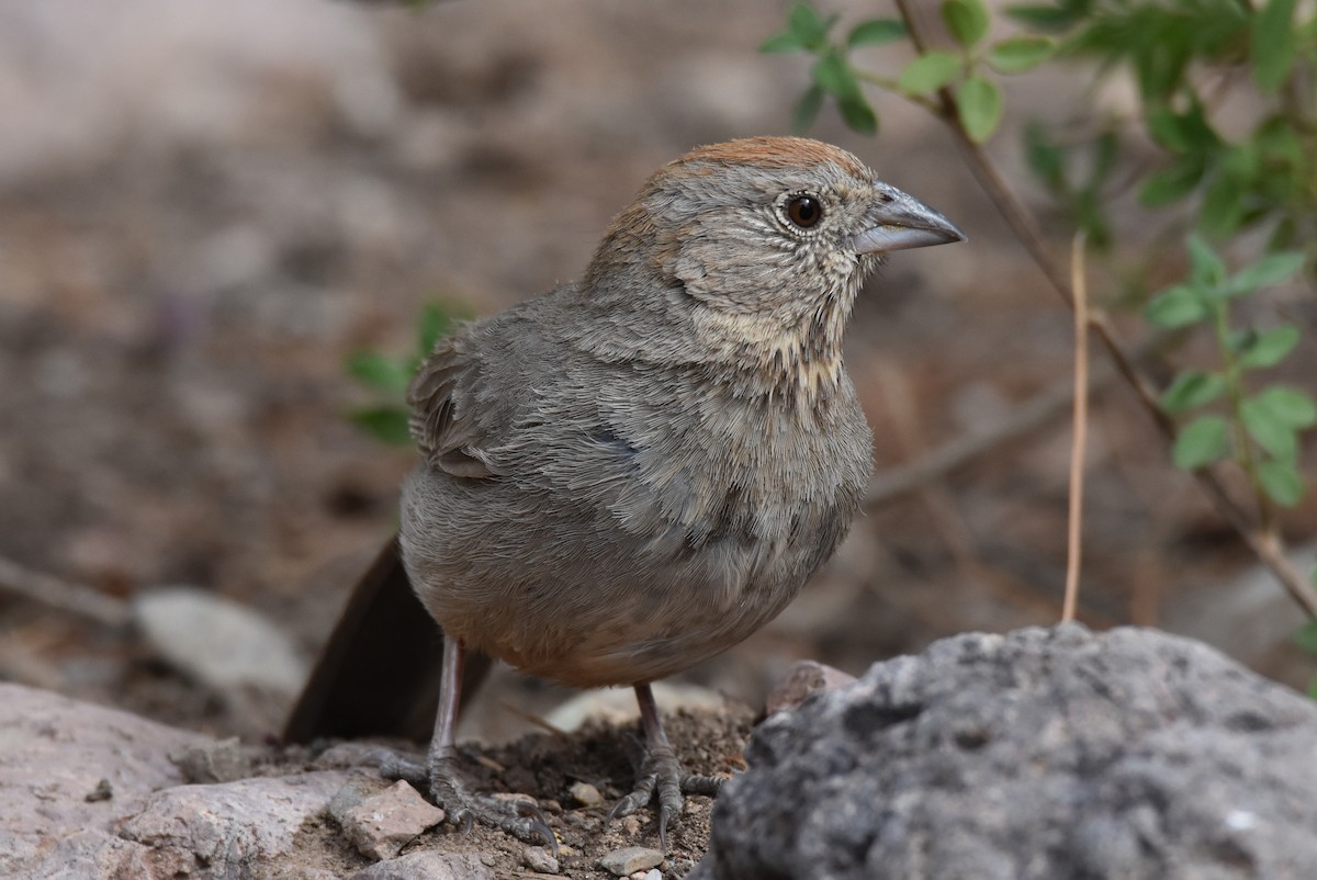 Canyon Towhee - ML104403461