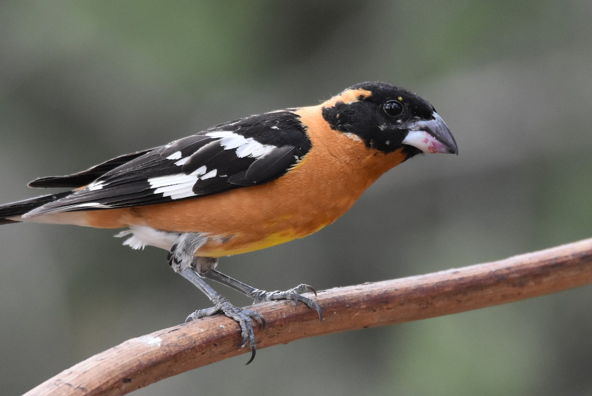 Black-headed Grosbeak - ML104403581