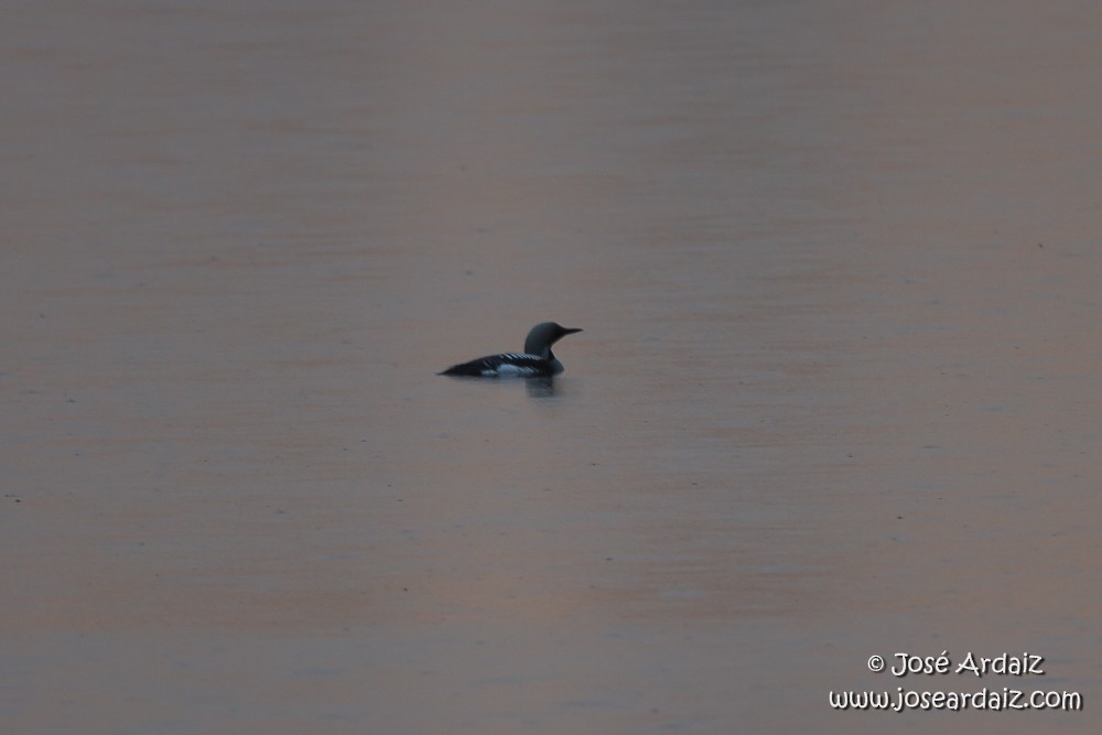 Arctic Loon - ML104404251