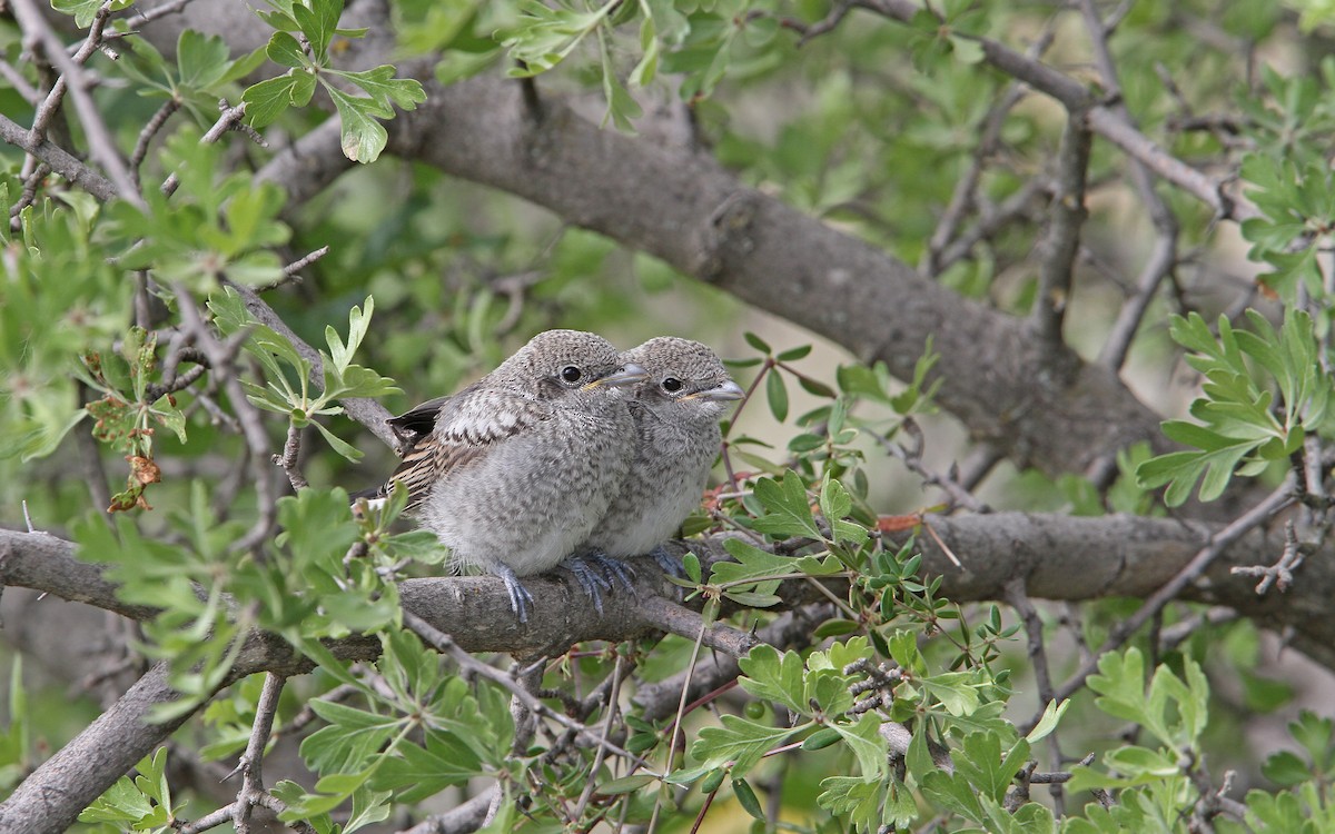 Masked Shrike - ML104406751