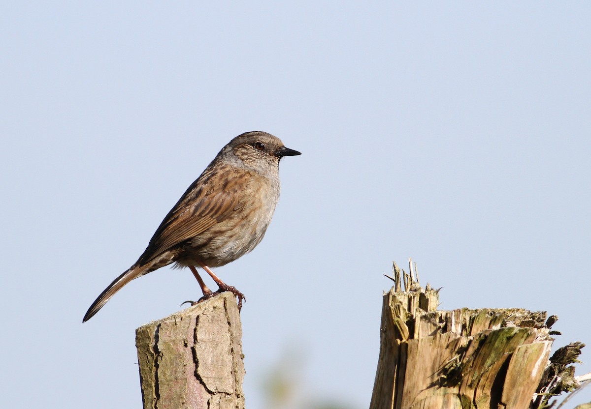 Dunnock - ML104407191
