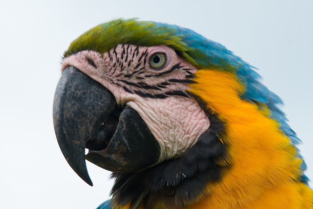 Blue-and-yellow Macaw - LUCIANO BERNARDES