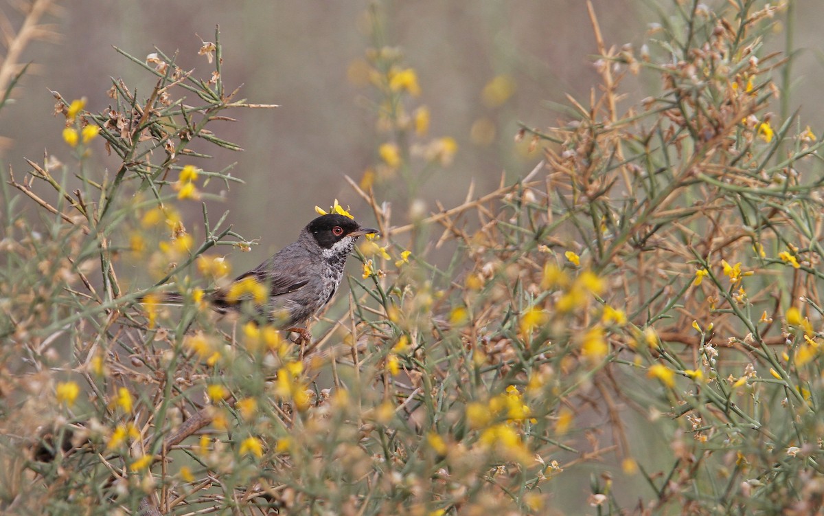 Cyprus Warbler - Christoph Moning