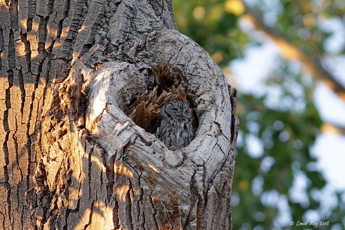 Western Screech-Owl - ML104407901