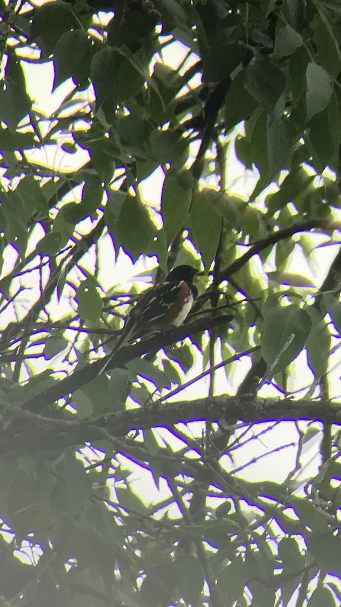 Spotted x Eastern Towhee (hybrid) - ML104408611