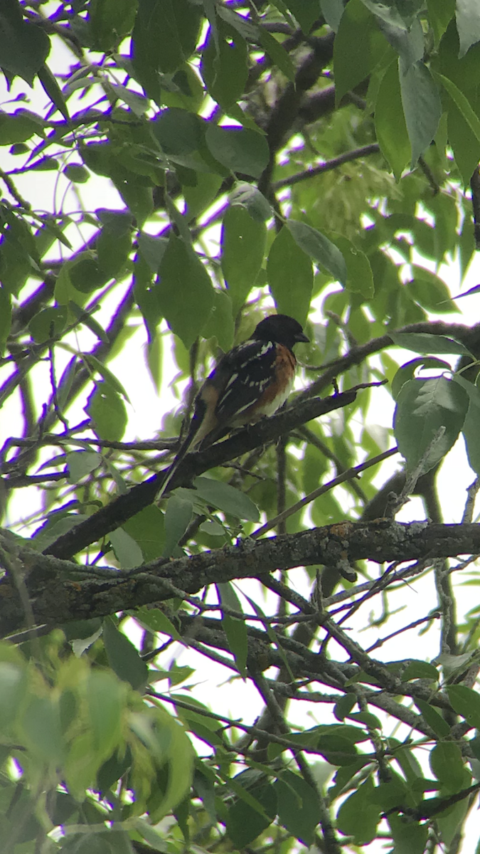 Spotted x Eastern Towhee (hybrid) - ML104408621