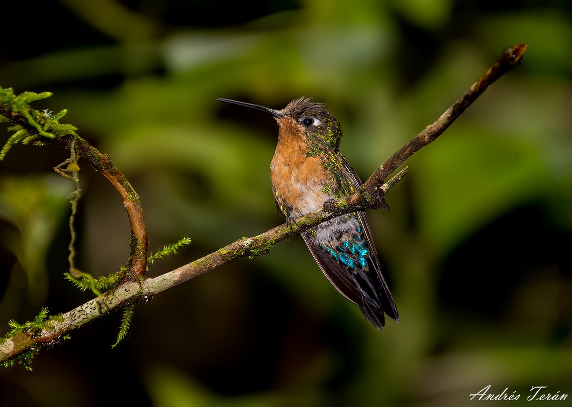 Blue-capped Puffleg - ML104410691