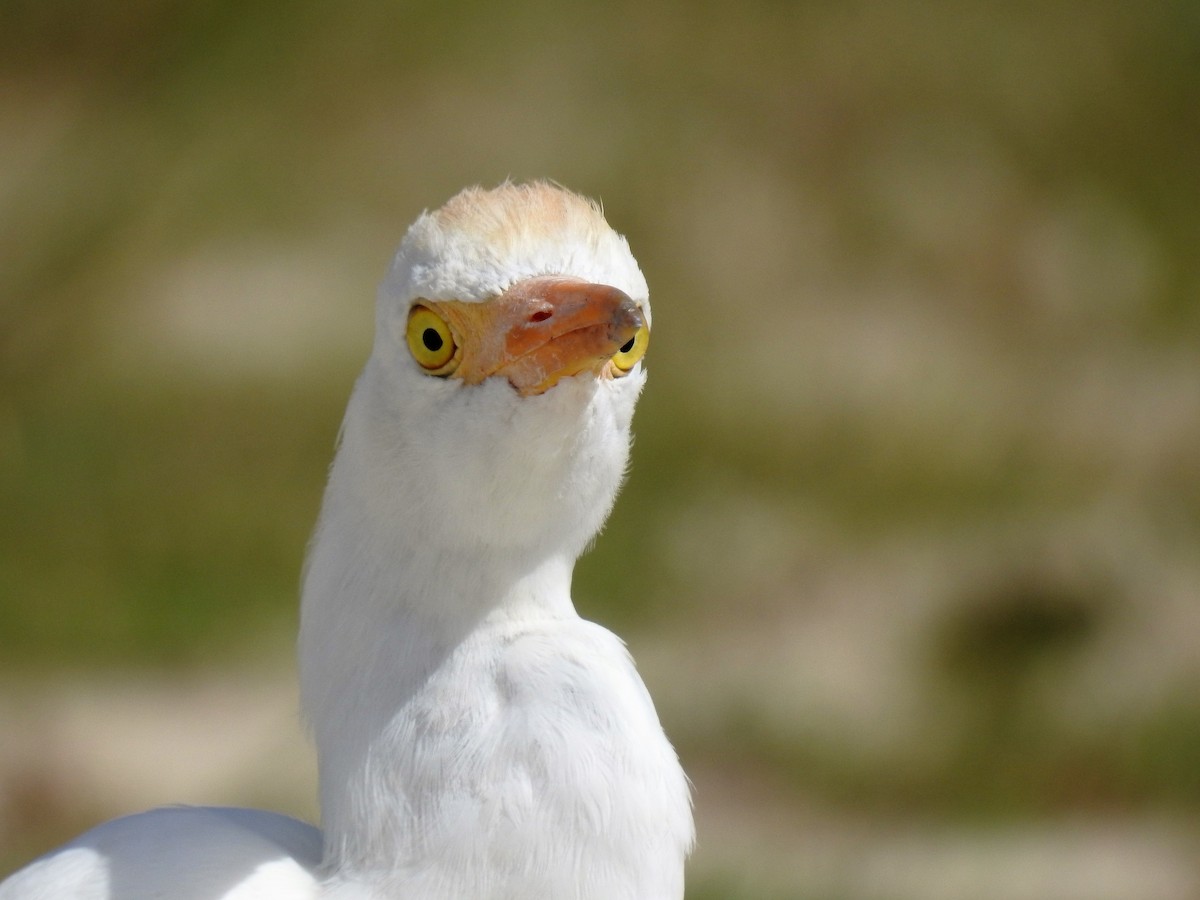 Western Cattle Egret - S. K.  Jones