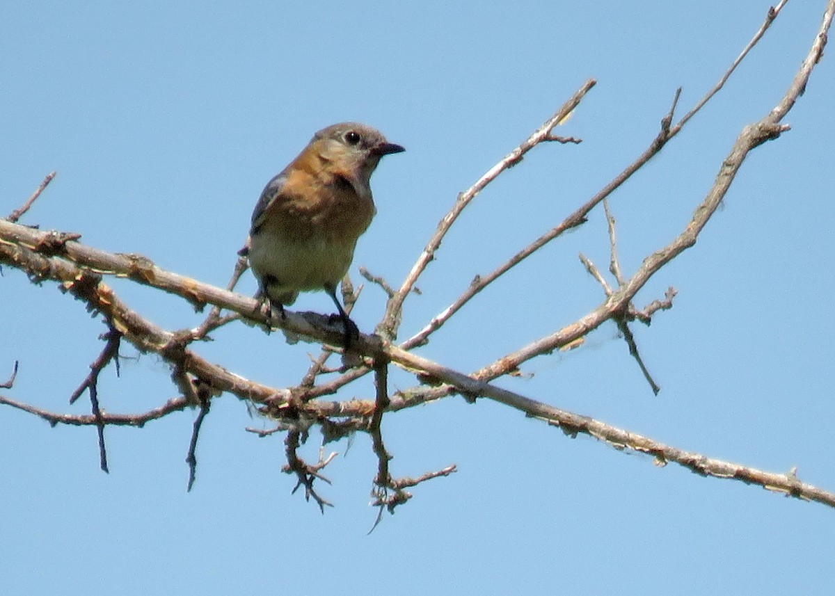 Eastern Bluebird - ML104412211