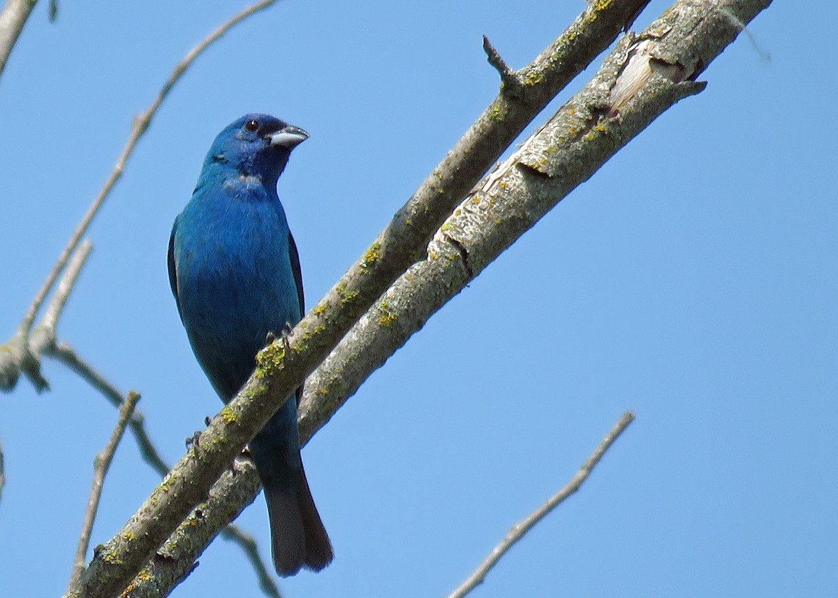 Passerin indigo - ML104412341